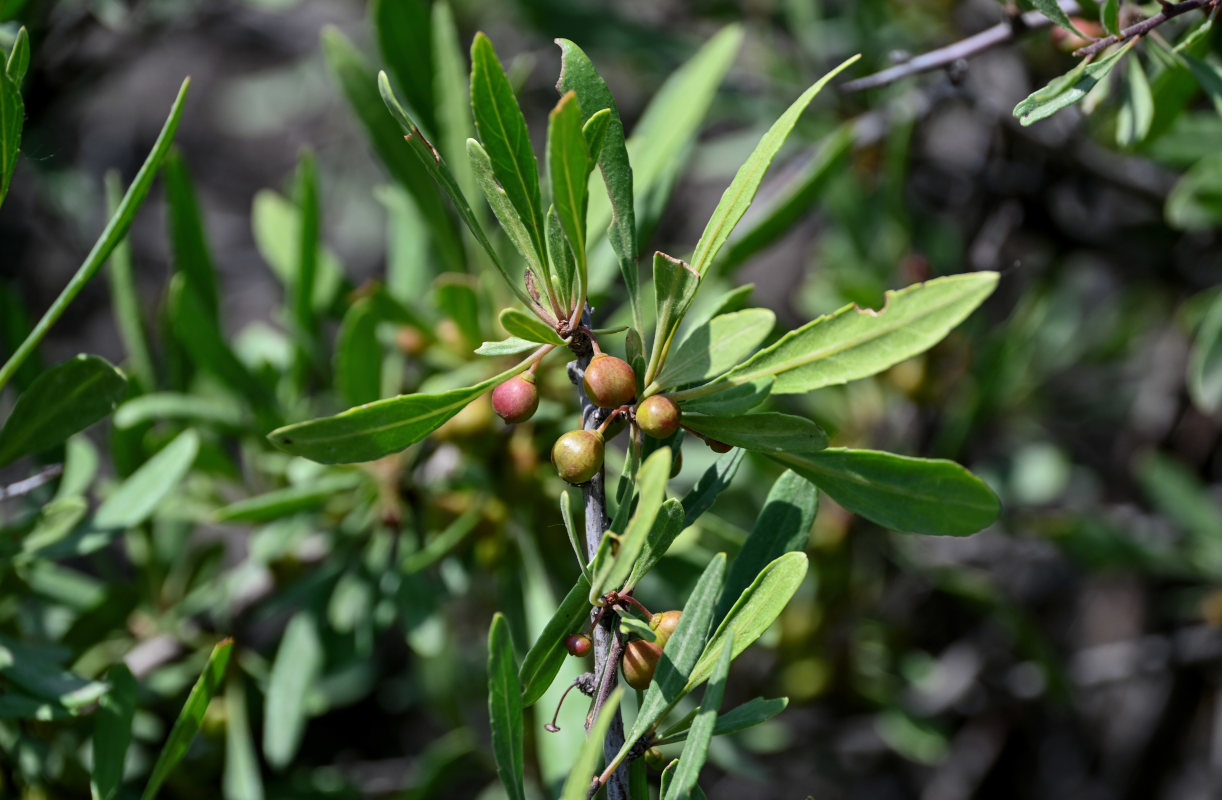 Image of Rhamnus erythroxyloides specimen.