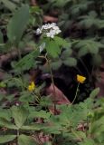 Enemion raddeanum. Цветущее растение (внизу - цветки Ranunculus). Владивосток, Ботанический сад-институт ДВО РАН. 9 мая 2010 г.