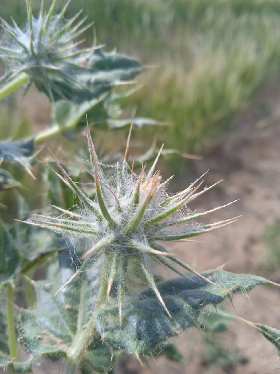 Image of Cousinia orthacantha specimen.