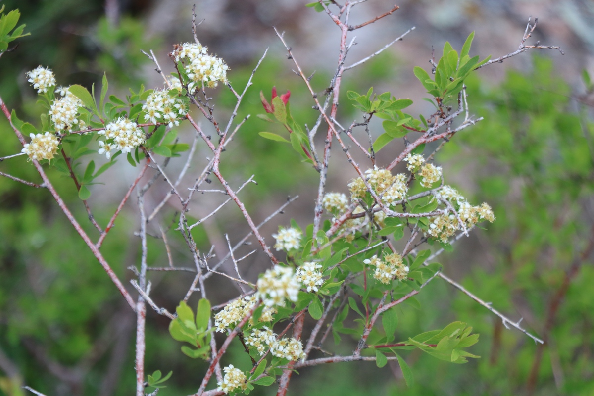 Image of Spiraea crenata specimen.