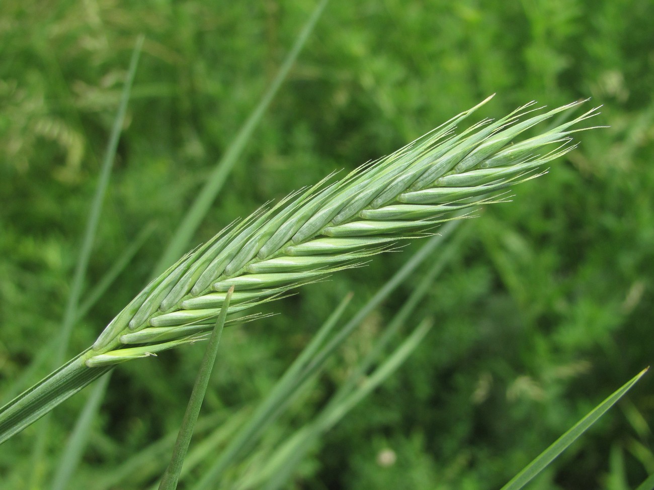 Image of genus Agropyron specimen.