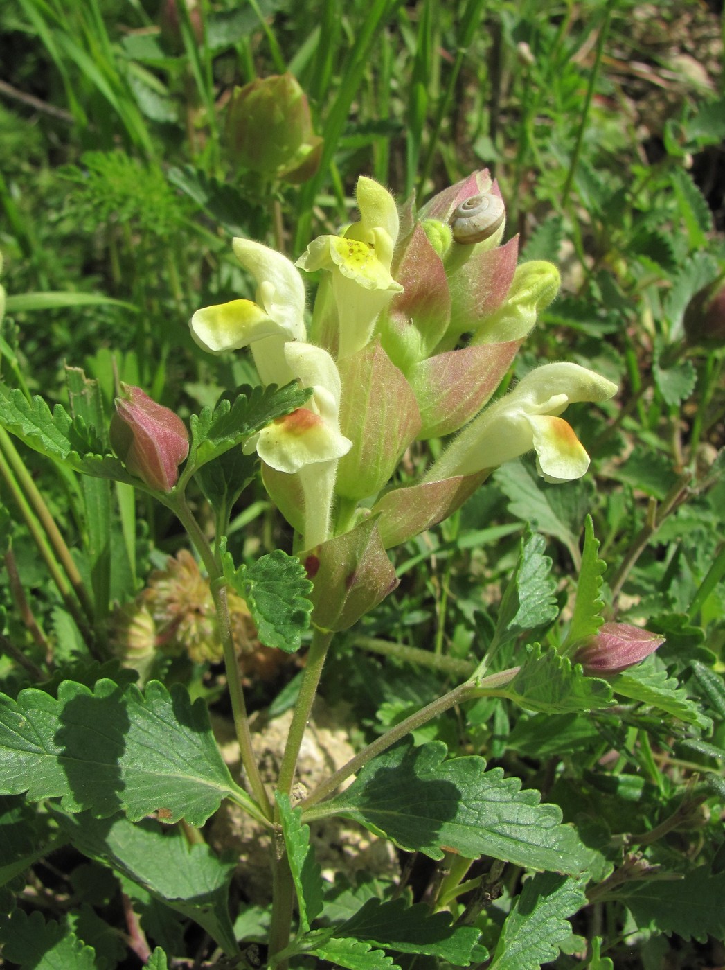 Image of genus Scutellaria specimen.