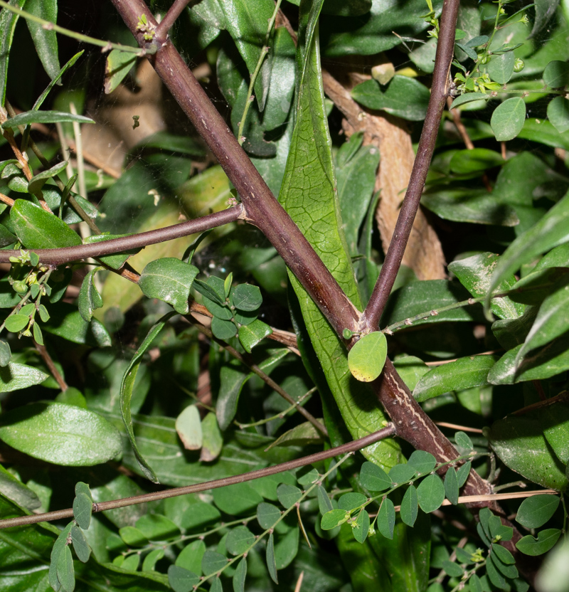 Изображение особи Phyllanthus rotundifolius.