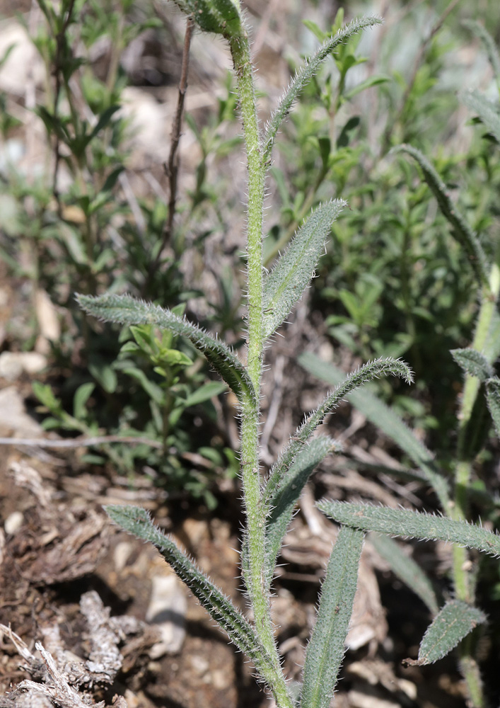 Image of Onosma caucasica specimen.