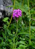 Anacamptis pyramidalis. Верхушка цветущего растения. Грузия, Имеретия, окр. водопада Кинчха, опушка широколиственного леса. 15.06.2023.