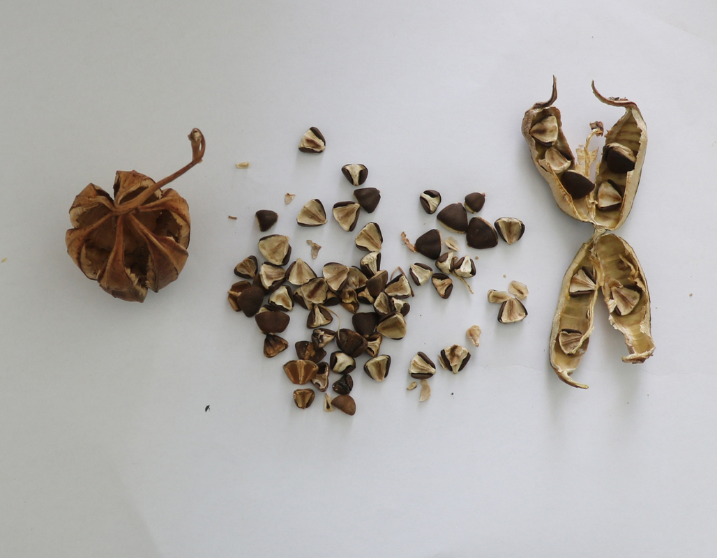 Изображение особи Aristolochia bottae.