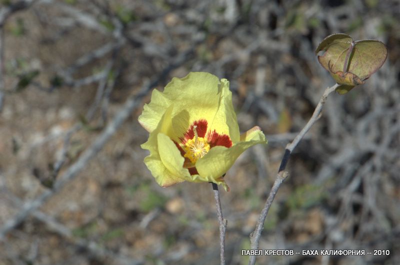 Image of Gossypium hirsutum specimen.