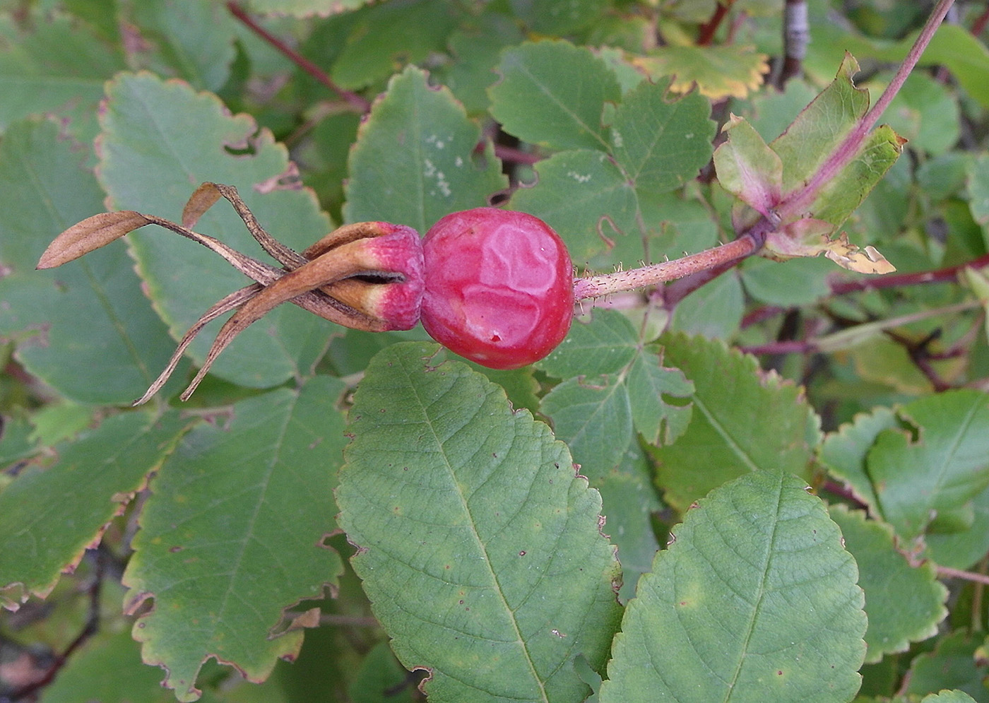 Image of genus Rosa specimen.