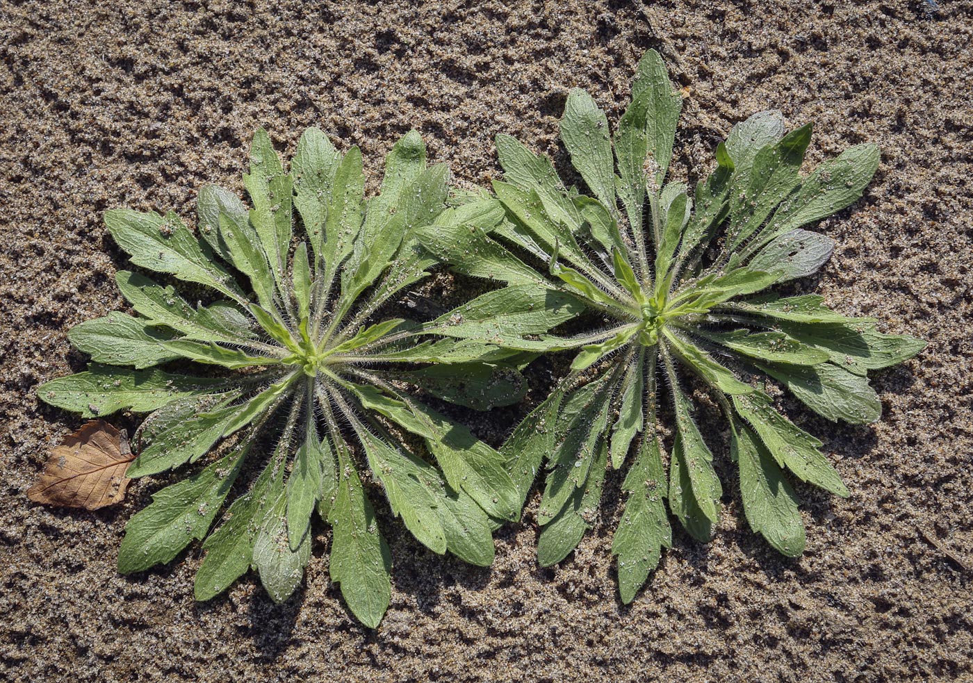 Image of Conyza canadensis specimen.