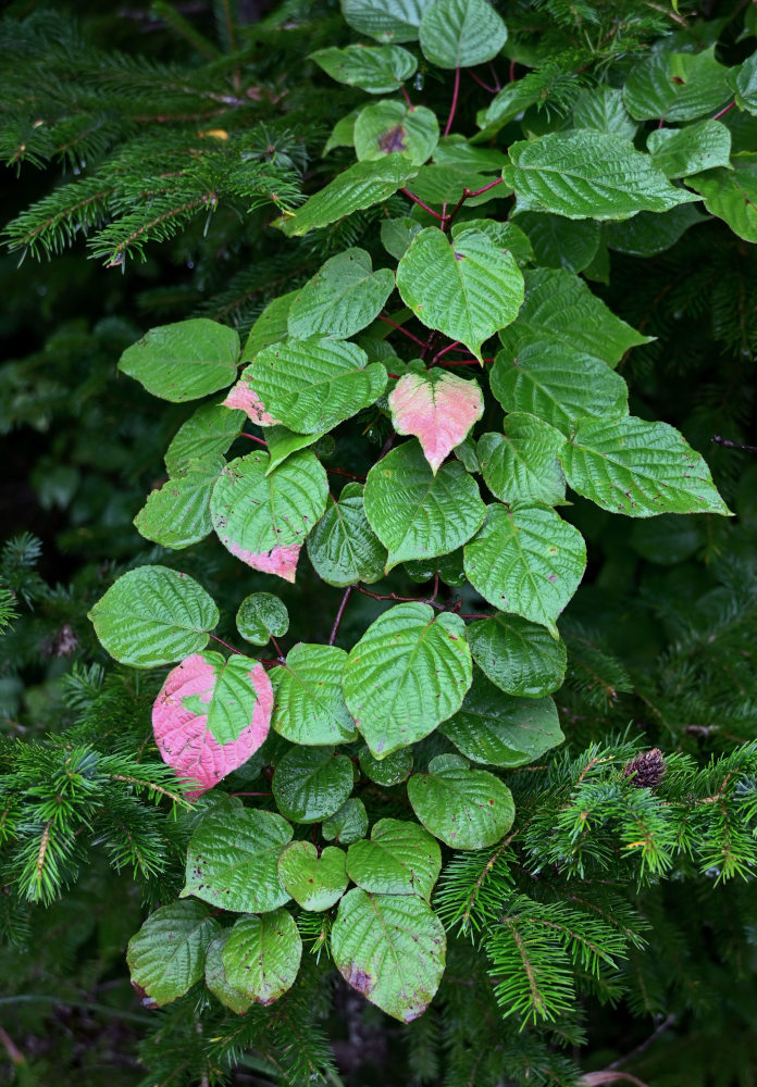 Изображение особи Actinidia kolomikta.