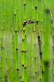 Equisetum fluviatile