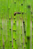 Equisetum fluviatile. Верхушка растения с усохшим стробилом. Пермский край, Коми-Пермяцкий округ, Кочёвский р-н, окр. пос. Усть-Янчер, дол. р. Коса, песчаный берег. 8 июля 2023 г.