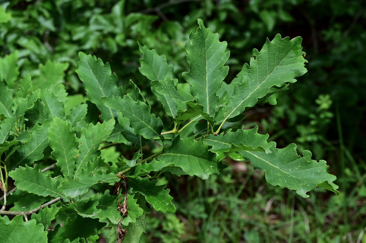 Изображение особи Quercus petraea.