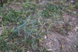 Xanthium spinosum