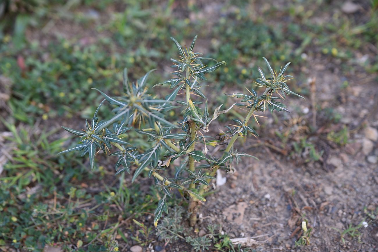 Изображение особи Xanthium spinosum.