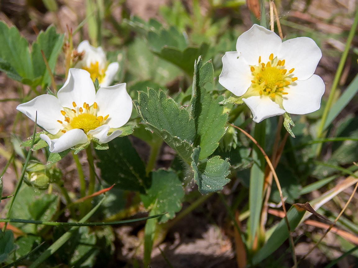 Image of Fragaria &times; ananassa specimen.