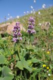 Phlomoides oreophila. Цветущее растение. Казахстан, Тянь-Шань, хр. Заилийский Алатау, ущ. Малое Алматинское, субальпийский пояс, каменисто-щебнистый склон по гребню хребта. 22.07.2023.