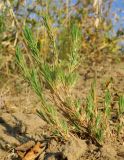 Polycnemum majus