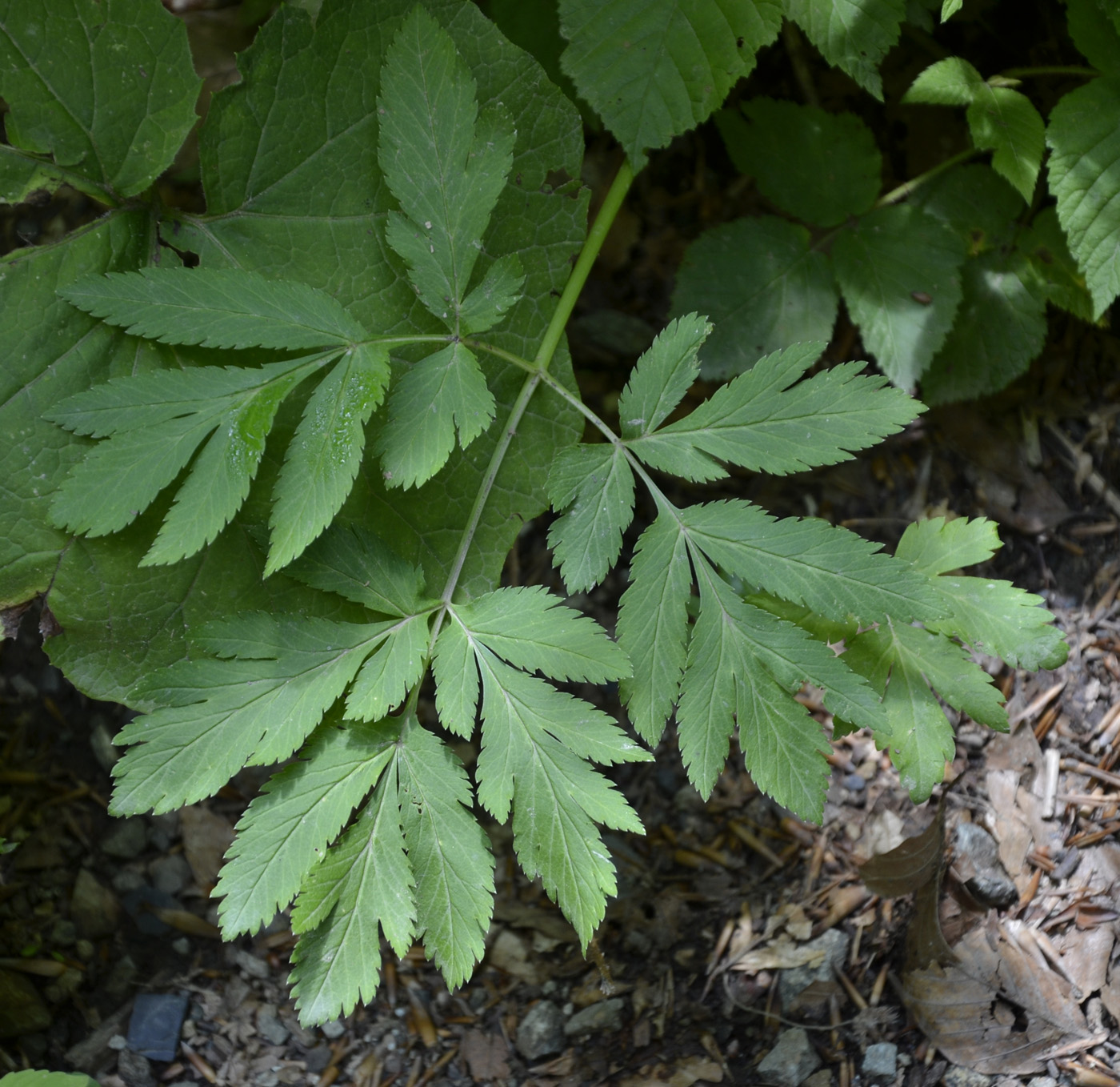 Изображение особи Macrosciadium physospermifolium.