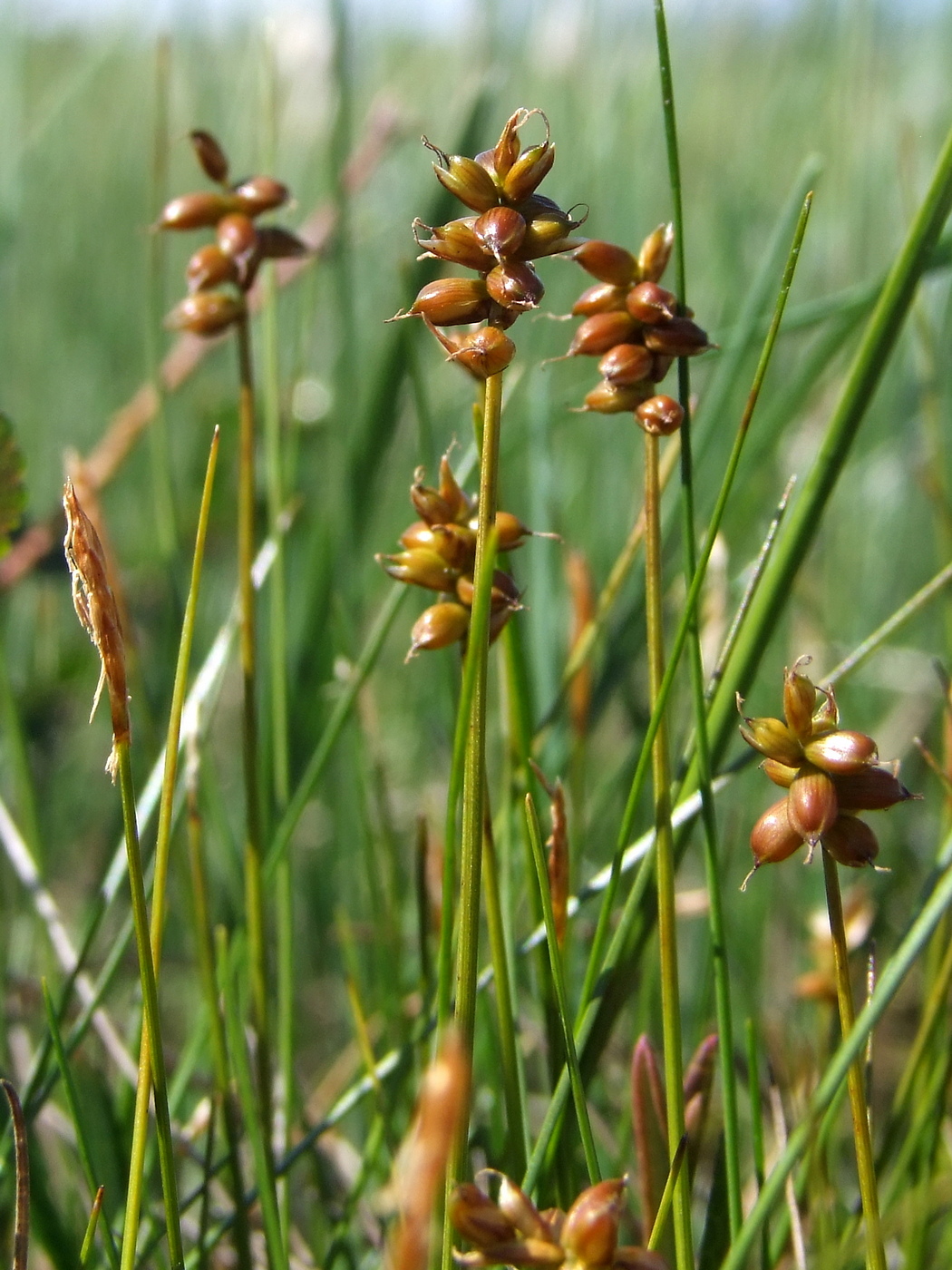 Изображение особи Carex gynocrates.