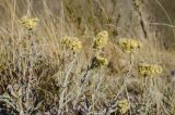 Helichrysum arenarium. Верхушки отплодоносивших побегов. Оренбургская обл., Беляевский р-н, Донской сельсовет, Долгие Горы, степной склон. 5 сентября 2023 г.