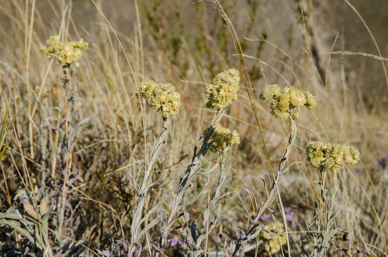 Image of Helichrysum arenarium specimen.