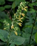 Salvia glutinosa