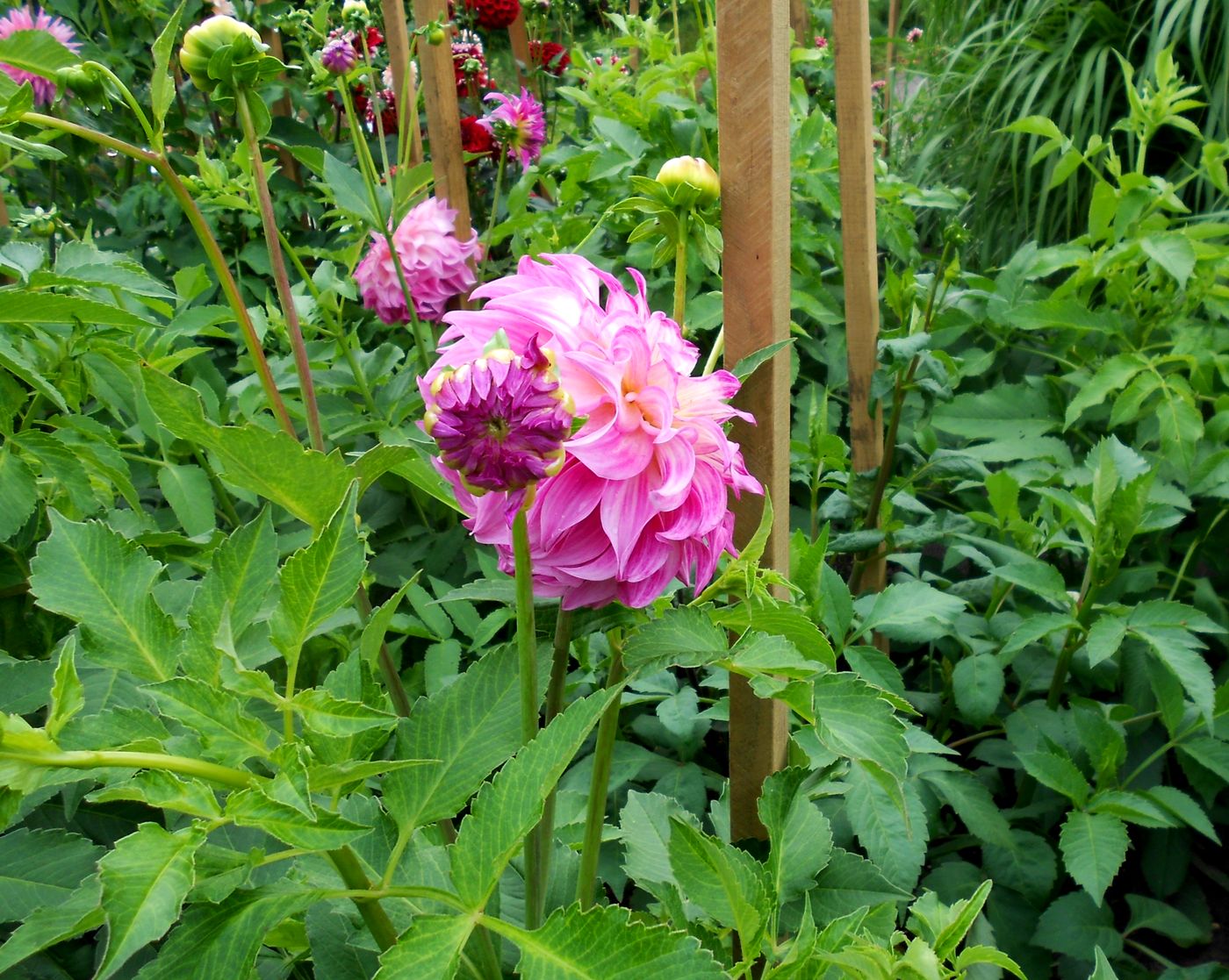 Изображение особи Dahlia × cultorum.