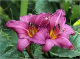 Hemerocallis × hybrida. Цветки с каплями дождя на лепестках (культивар 'Summer Wine'). Московская обл., Раменский р-н, окр. дер. Хрипань, садовый участок. 12.08.2023.