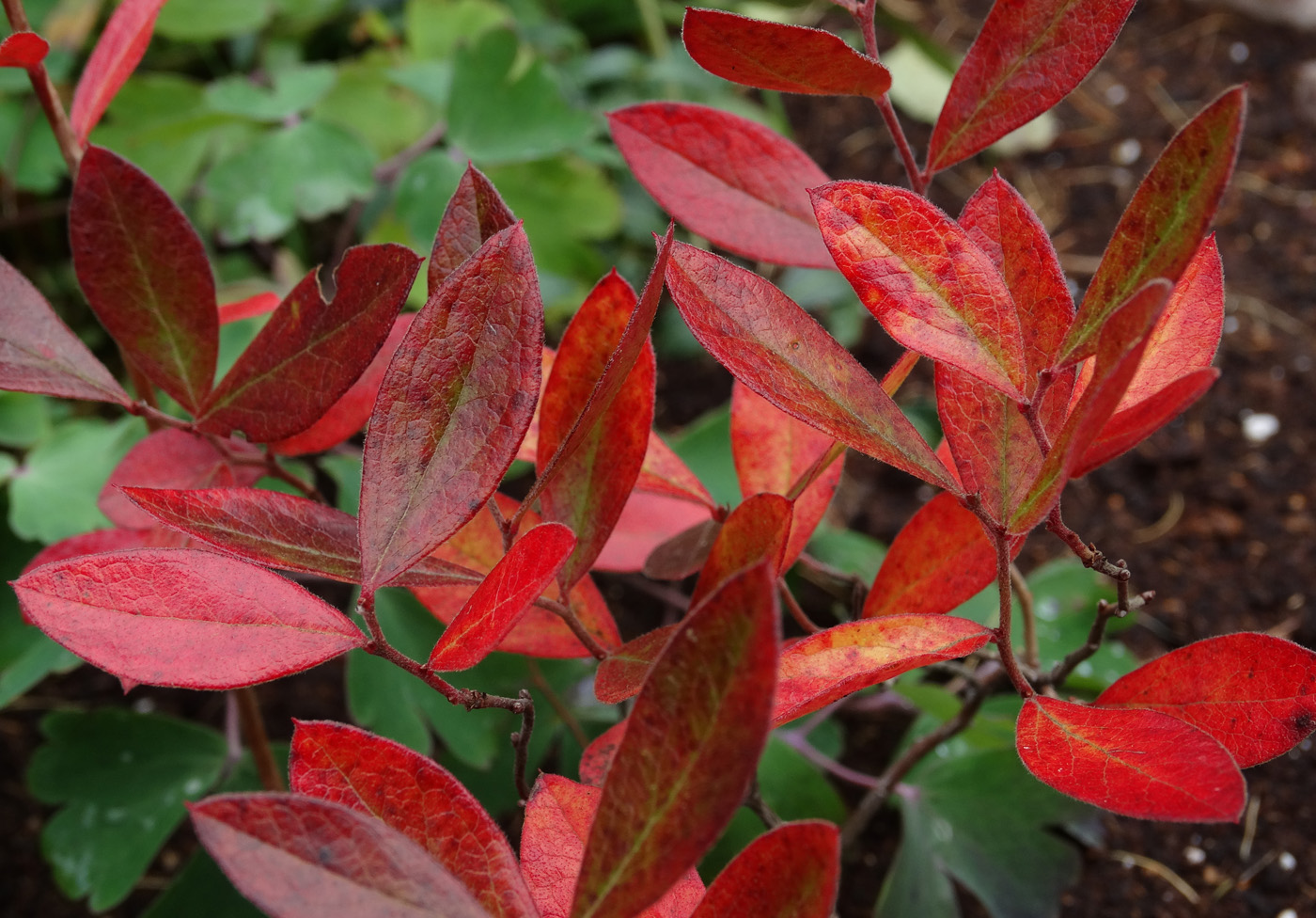 Изображение особи Gaylussacia dumosa.