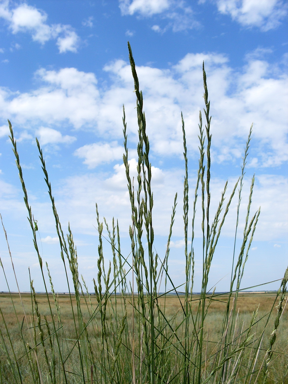 Изображение особи Elytrigia obtusiflora.