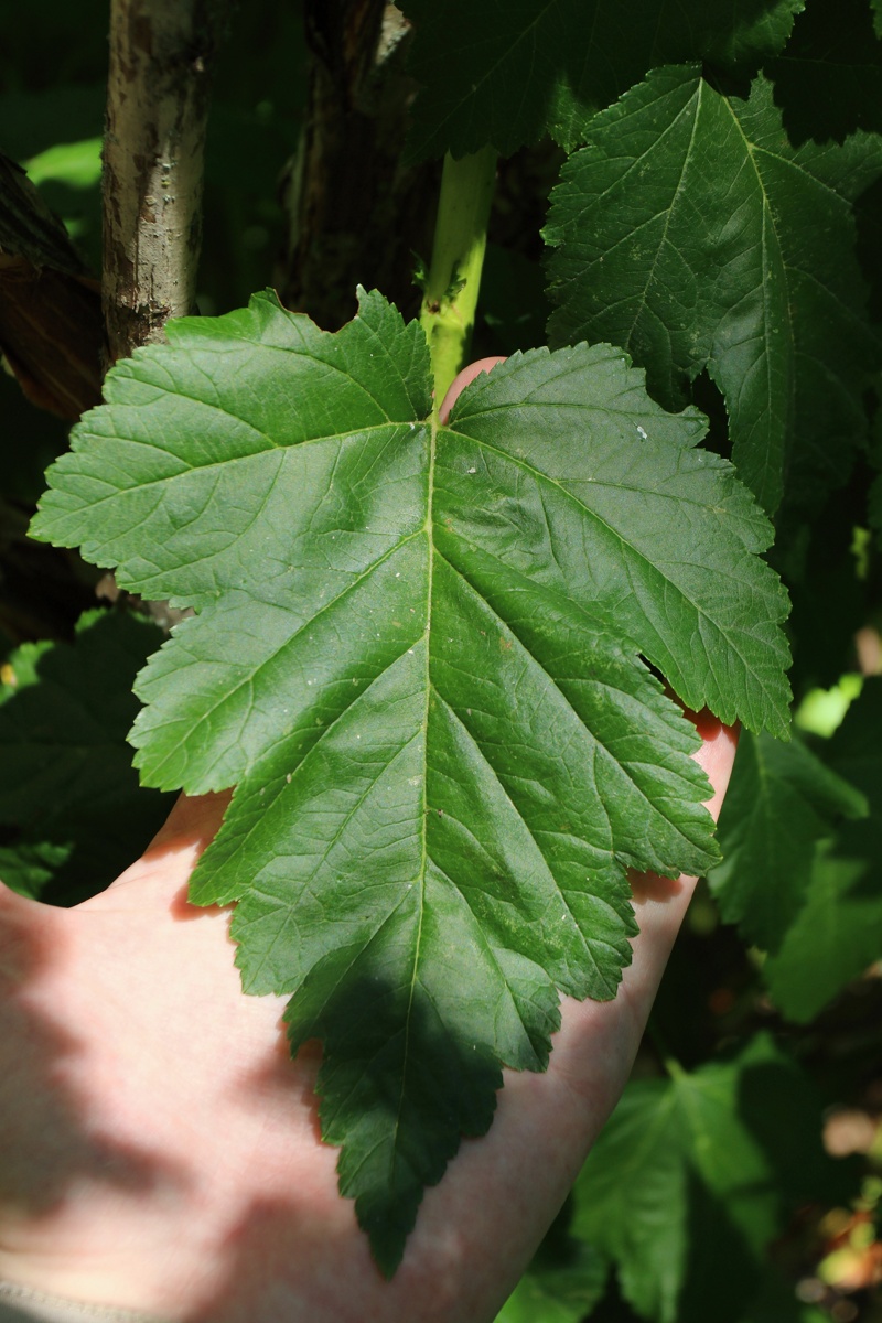 Image of Physocarpus opulifolius specimen.