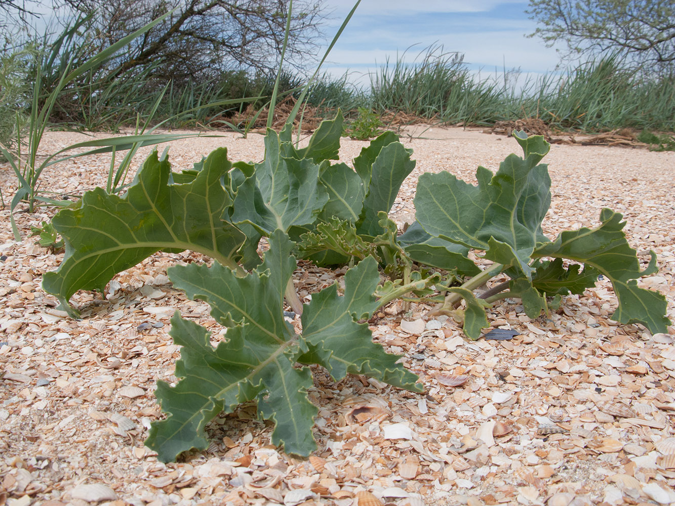 Изображение особи Crambe maritima.