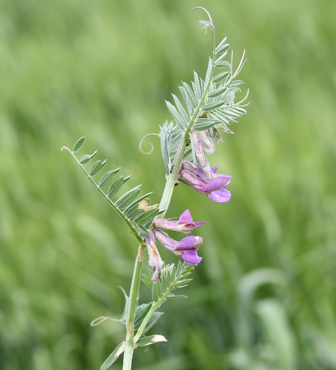 Изображение особи Vicia striata.