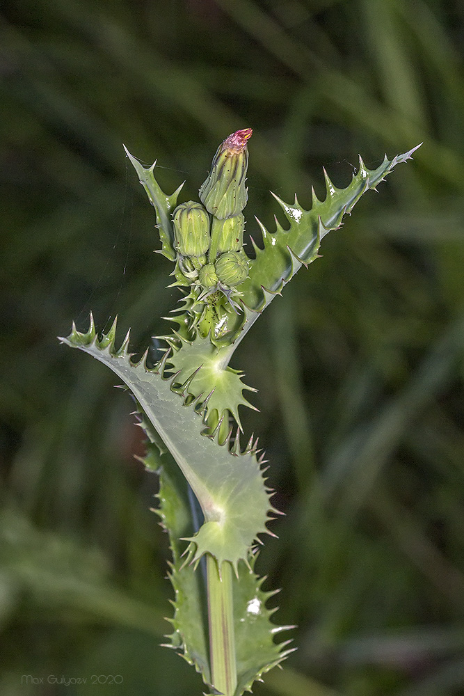 Изображение особи Sonchus asper.