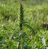 род Pedicularis. Верхушка бутонизирующего побега. Республика Башкортостан, Хайбуллинский р-н, Акъюловский сельсовет, окр. дер. Акназарово, долина р. Сакмара, травянистый склон прибрежного скальника. 29 апреля 2024 г.