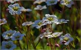 Saxifraga × arendsii. Побеги с цветками и бутонами. Московская обл., Раменский р-н, окр. дер. Хрипань, садовый участок. 20.05.2024.