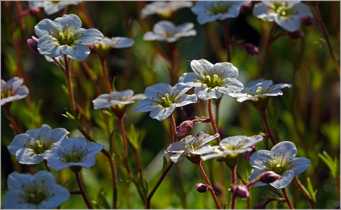 Image of Saxifraga &times; arendsii specimen.