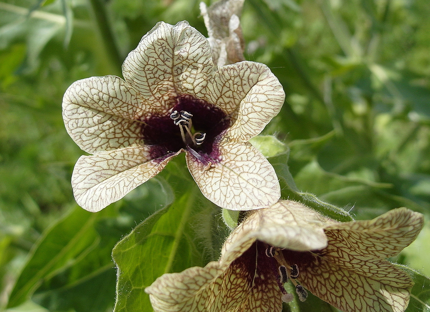 Изображение особи Hyoscyamus niger.