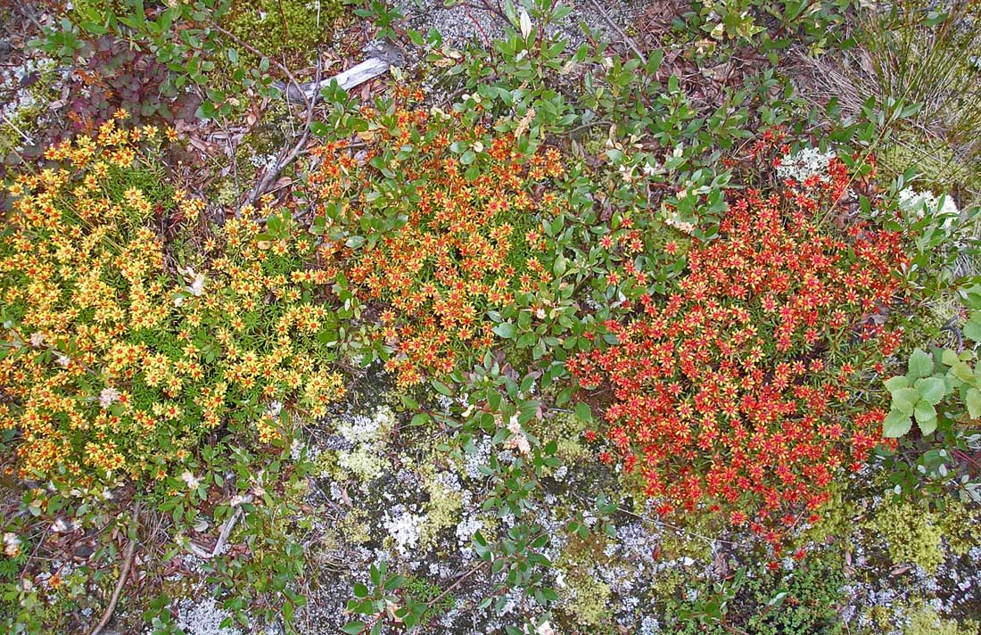 Изображение особи Saxifraga aizoides.