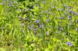 Sisyrinchium septentrionale