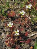 Drosera intermedia. Цветущие растения на участке с нарушенным травяным покровом. Нидерланды, провинция Gelderland, заказник Heidenhoekse Vloed. 10 июля 2010 г.