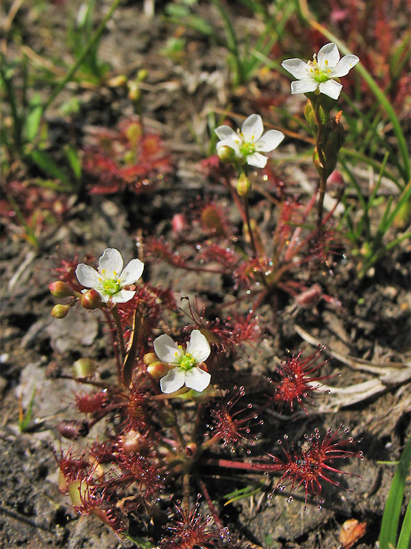 Изображение особи Drosera intermedia.