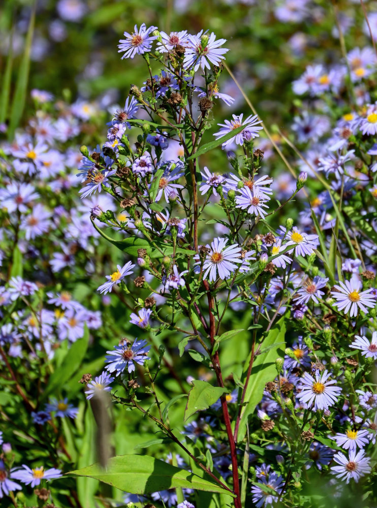 Image of Symphyotrichum novi-belgii specimen.