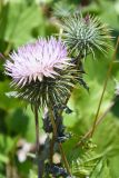 Cousinia coronata. Верхушки побегов с распустившимся и развивающимся соцветиями-корзинками. Таджикистан, Хатлонская обл., Шамсиддин-Шохинский р-н, окр. с. Шуроабад, подъем на перевал Шуроабад с восточной стороны, выс. ≈ 1700 м н.у.м., каменистый склон дороги с сорной растительностью. 24 июня 2024 г.