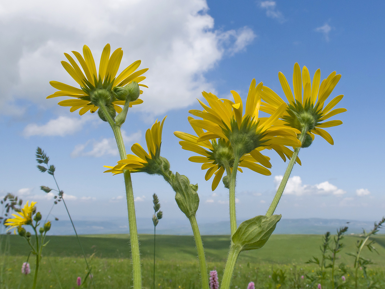 Изображение особи Doronicum macrophyllum.