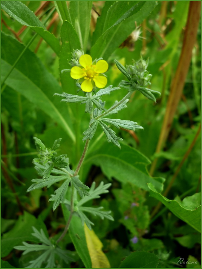 Изображение особи Potentilla argentea.