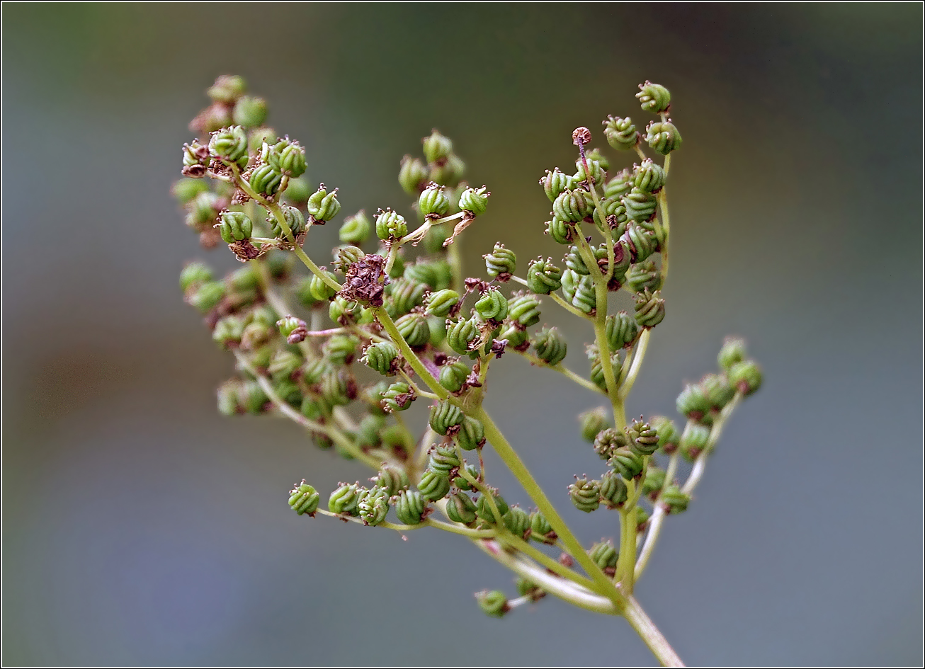 Image of Filipendula ulmaria specimen.