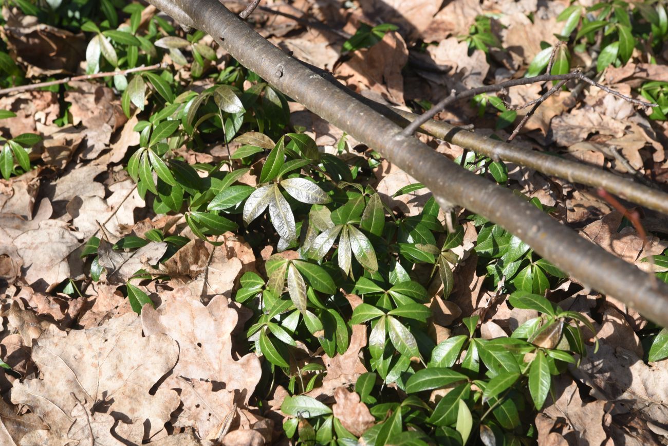Изображение особи Vinca minor.