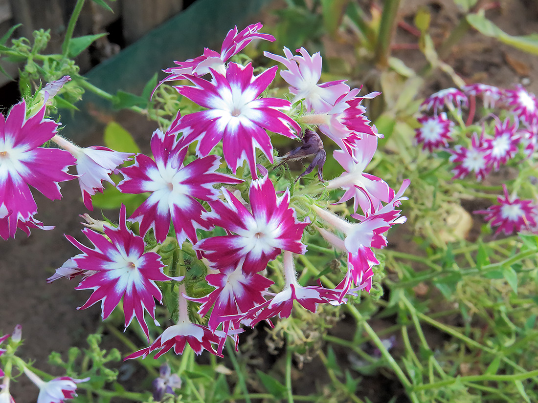 Image of Phlox drummondii specimen.